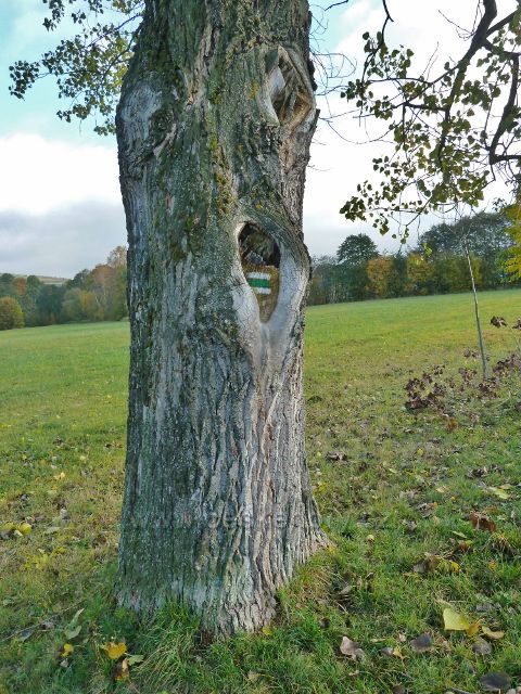 Lichkov - zelená TZ u silničky ke kozí Farmě
