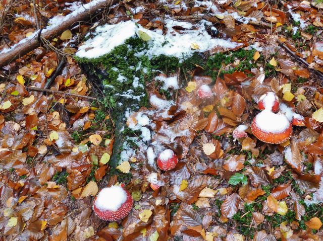 Muchomůrky u cesty z rozcestí Liščí doly do Potštejna