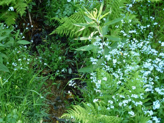 Pomněnky bahenní na úbočí Jeřábu