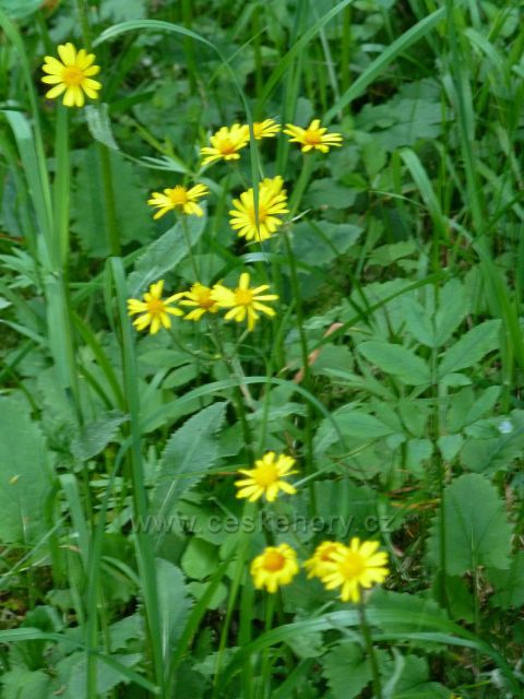 Žlutě kvetoucí kamzičník na okraji pastviny na úpatí Jeřábu