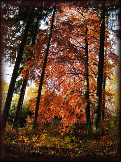 podzim v lese
