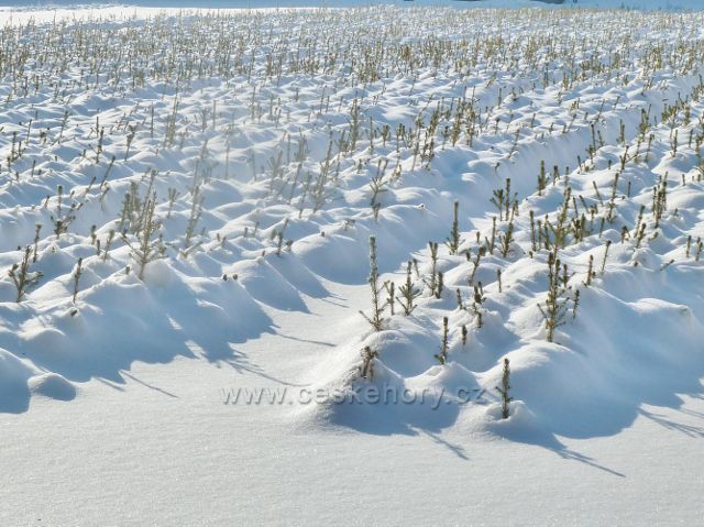 Žamberk - záhony smrkových sazenic v lesní školce v zámeckém parku