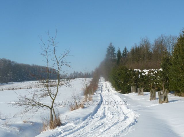 Žamberk -cesta pod sadem v zámeckém parku