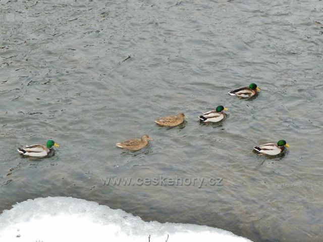 Žamberk - kachny na Divoké Orlici pod železným mostem