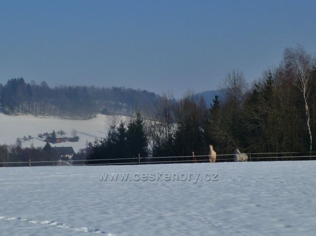 Kněžství - koně v zimním výběhu ve stráni pod Kněžstvím, v pozadí Krejsův kopec