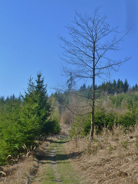 Cesta po červené TZ po úbočí Kozlovského kopce do parku Javorka