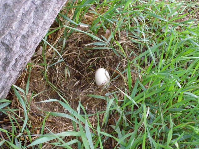 Kachní vejce v hnízdě
