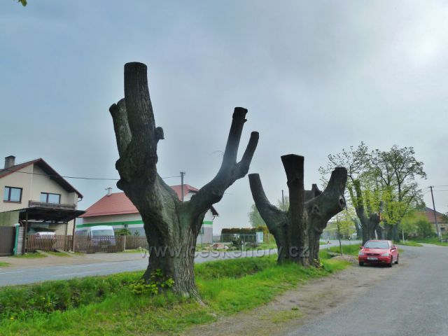 Hemže - zbytek staré lipové aleje