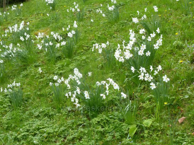 Kostelec n.O. - park u Nového zámku