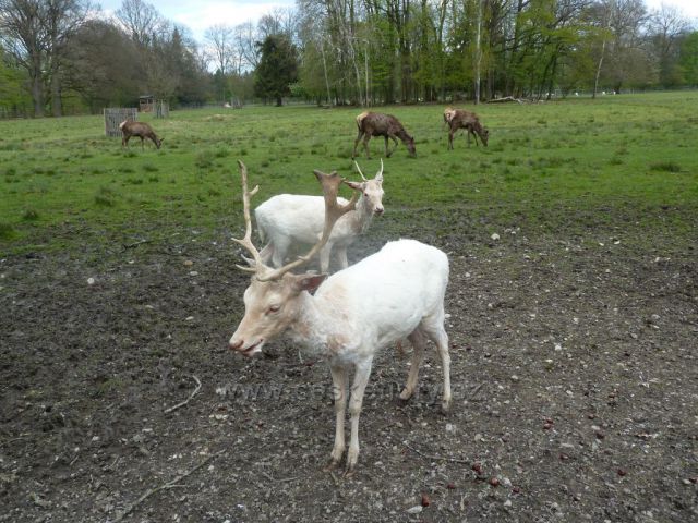 Zámecká obora v Častolovicích