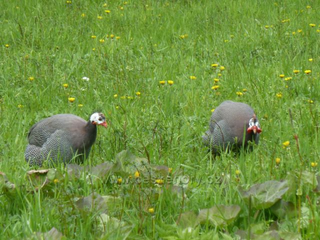 Perličky v zámeckém parku v Častolovicích