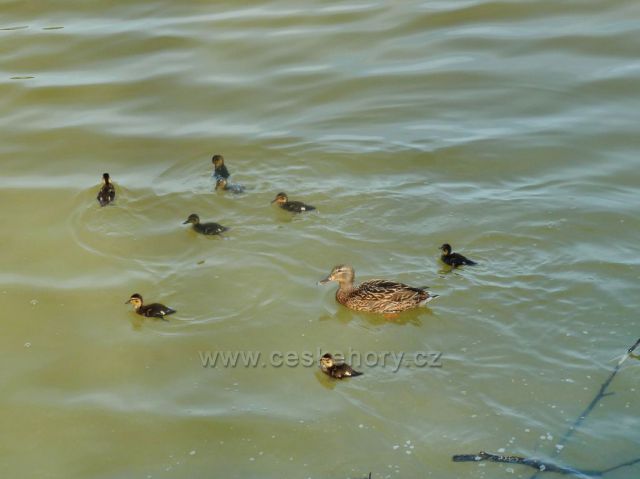 Lanškrounské rybníky - kachní rodinka na Dlouhém rybníku
