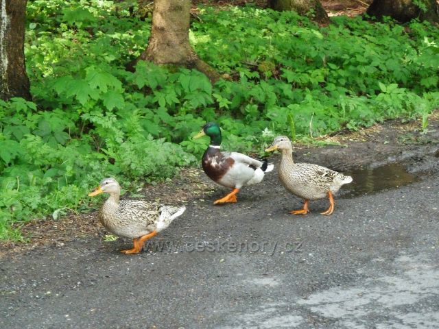 Lanškrounské rybníky - kachní trio na výletě