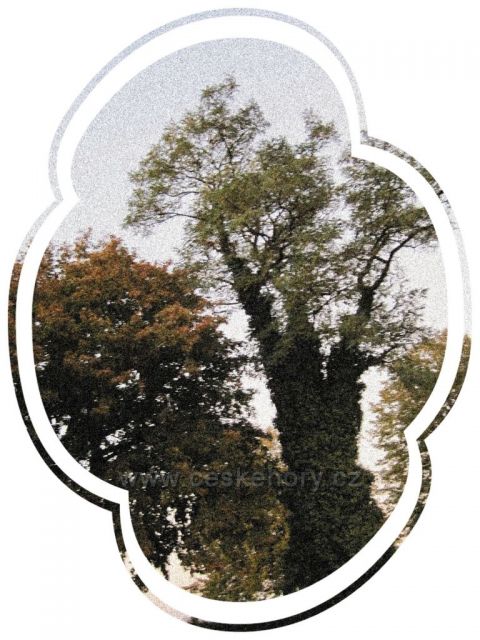 strom v Dobrušce