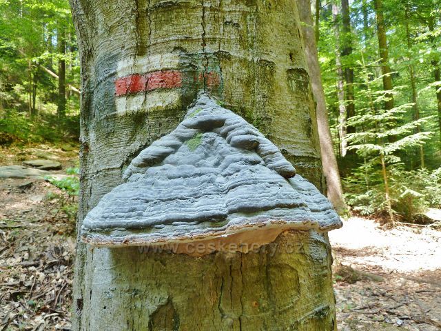 Rešovské vodopády - červená TZ pokračuje z rozcestí Nad vodopády do Tvrdkova