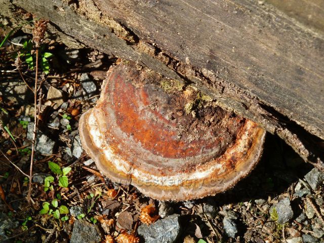 Odlišnější zbarvení plodnice troudnatce pásovaného na odumřelém kmenu buku u cyklostezky na Suchý vrch