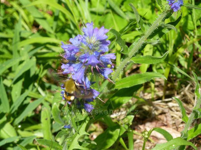 Lázně Jeseník - hadinec obecný na úbočí vrchu Krajník
