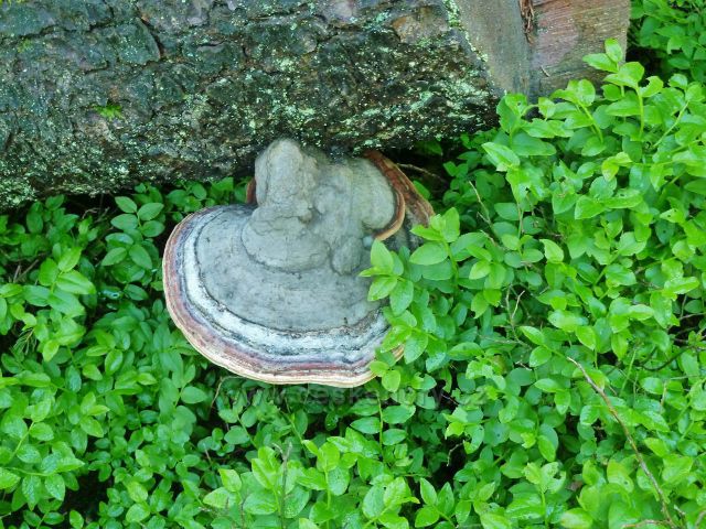 Troudnatec pásovaný na smrku v podrostu borůvek u cesty z rozcestí Černík na Švýcárnu