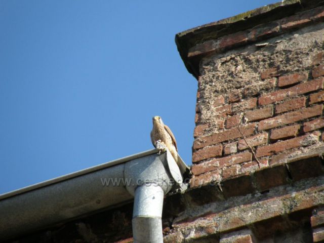 vládce na trůnu-Heřmanice