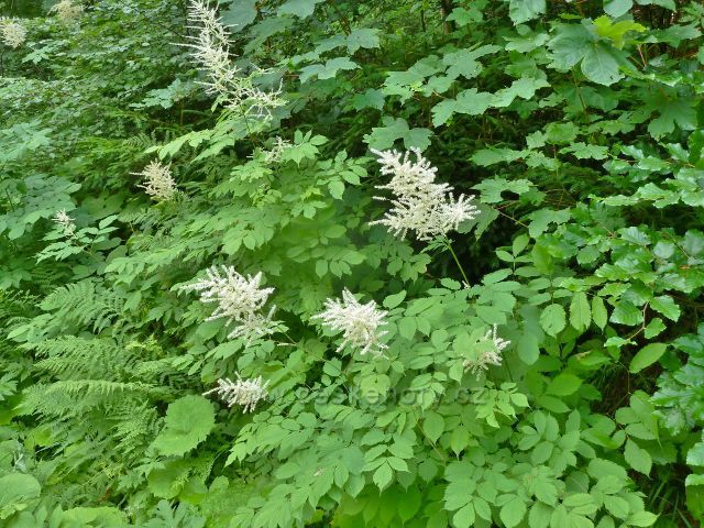 Branná - bíle kvetoucí čechrava v nivě Klepáčského potoka
