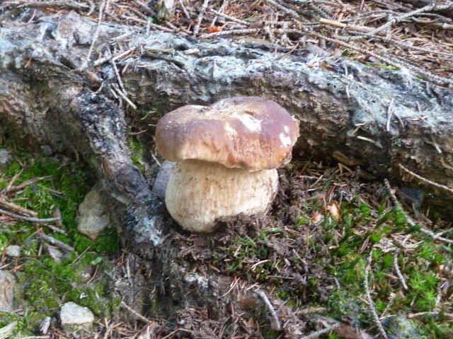 Chrastice - hřib obecný u cesty po modré TZ do Hynčic pod Sušinou