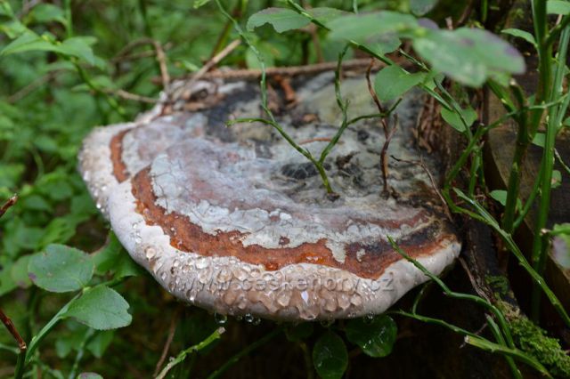 Choroš houba celoroční