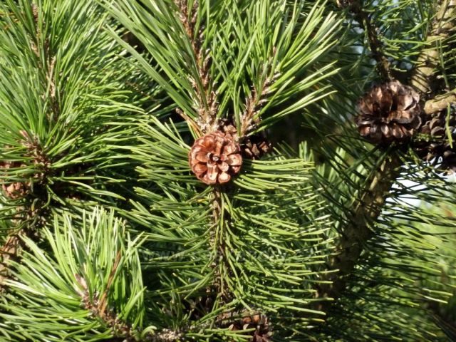 v Horní Suché v  lese