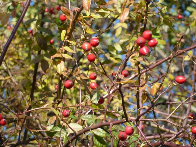 v Horní Suché  u lesa