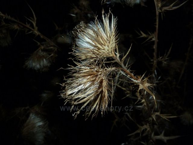 ozdoba v lese uprostřed nocí