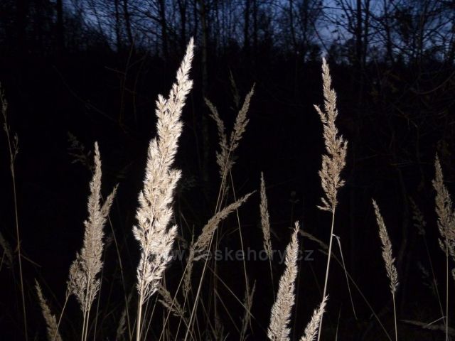 trávy v lese