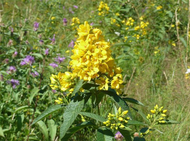 Bukovec - rozkvetlá horská louka na úpatí vrchu Na Dílech