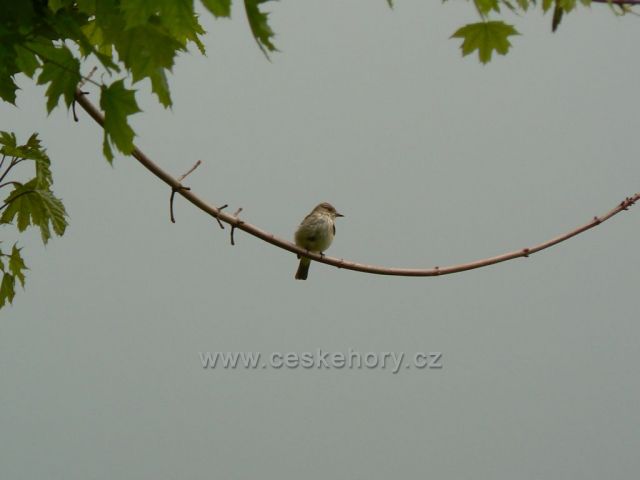Křehký tvor v náruči drsné přírody