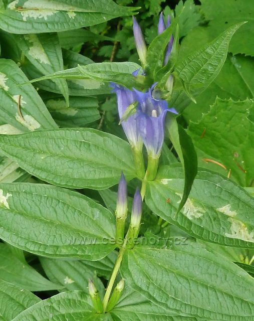 Hořec tolitovitý na okraji Přírodní památky Filipka