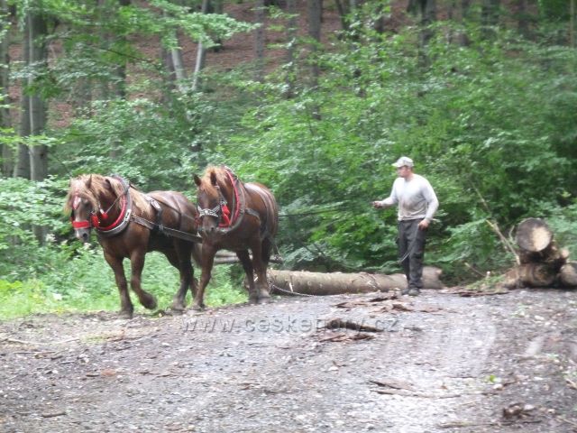 Přibližování dřeva párem koní ze svahu Filipky k lesní silničce do Návsí