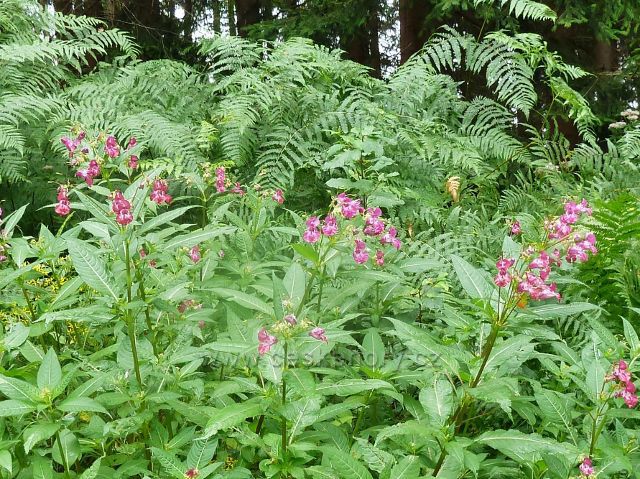 Netýkavka žlaznatá v PP Rohovec