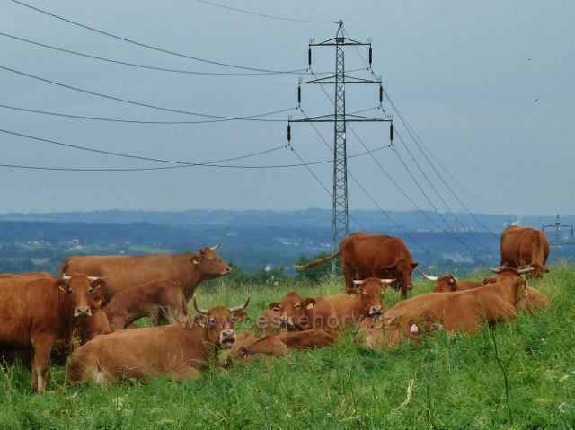 Pastva skotu v Zápolí nad obcí Návsí