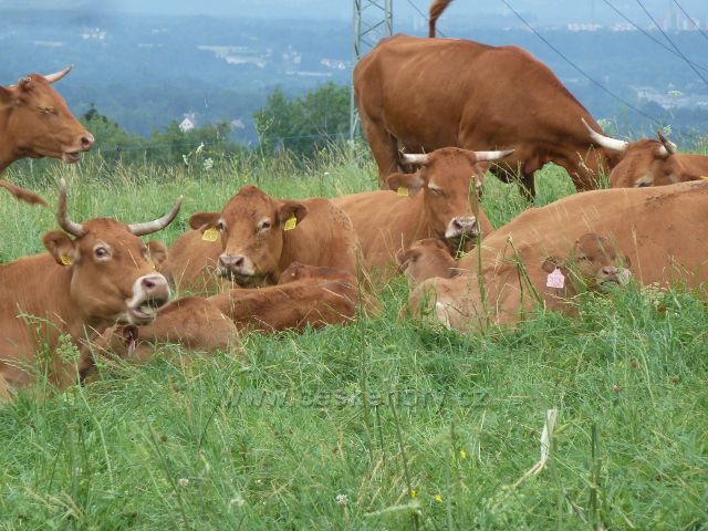 Pastva skotu v Zápolí nad obcí Návsí