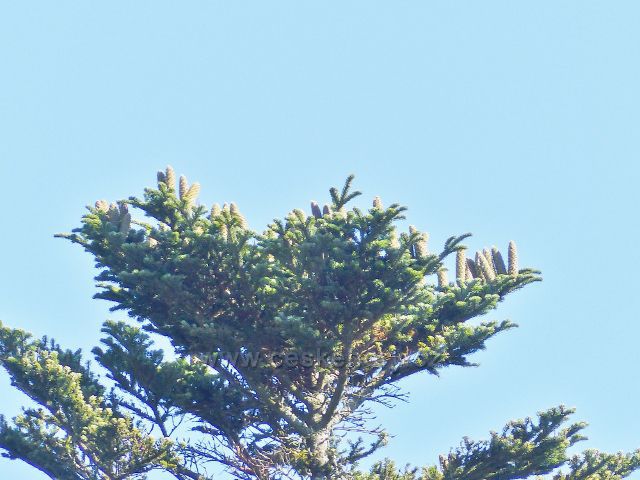 Malá Morava - jedlové šišky na výstavku u cesty po červené TZ na úbočí vrchu Kamenec