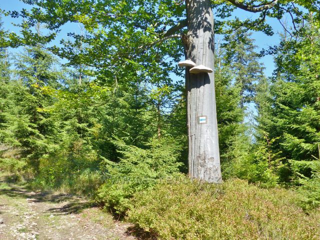 Podlesí - troudnatec kopytovitý na buku u cesty po modré TZ na vrchol Jeřábu
