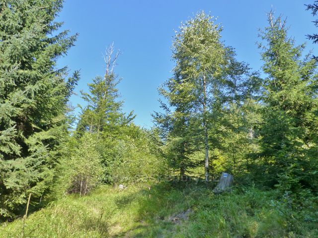 Horní Orlice - pěšina po modré TZ po úbočí Jeřábu k prameni Tiché Orlice