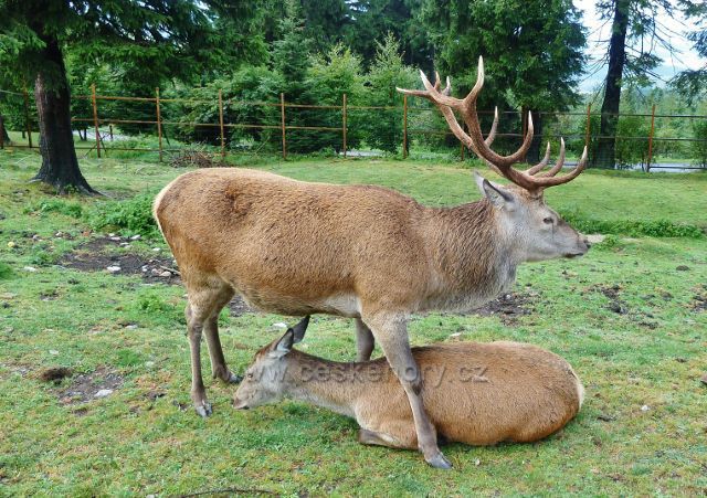 Jelení říje na Suchém vrchu