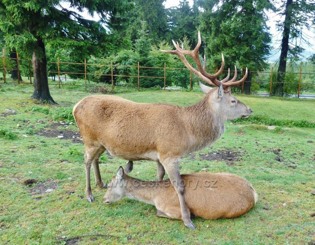 Jelení říje na Suchém vrchu