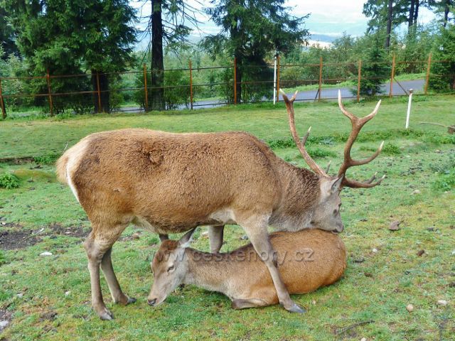 Jelení říje na Suchém vrchu