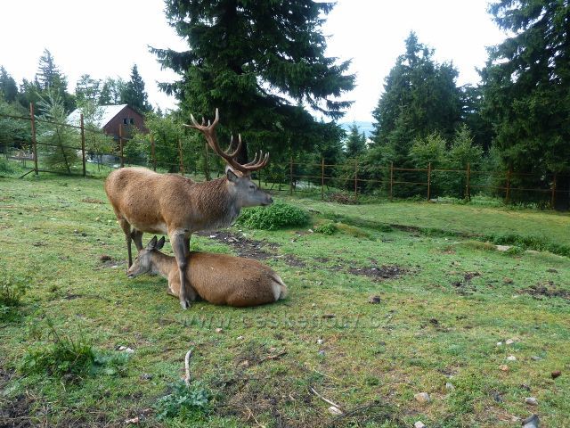 Jelení říje na Suchém vrchu