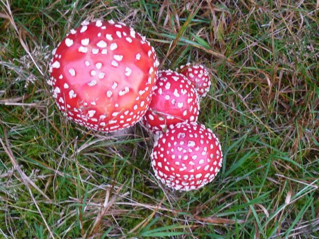 Polické stěny - muchomůrky červené na okraji lesa nad Suchým Dolem