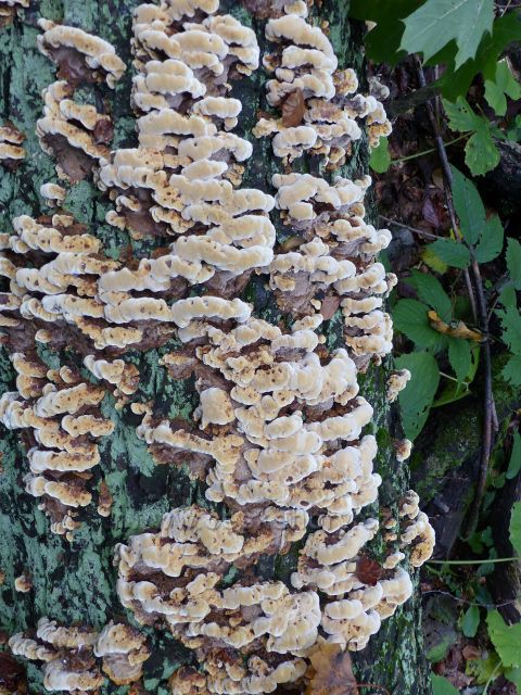 Plodnice dřevokazné houby anýzovníku vonného