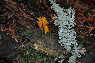 Pec pod Sněžkou - v lesích