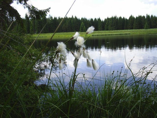 Mrtvý rybník u Božího Daru