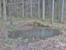 Les Včelný -lesní jezírko u trasy po zelené TZ ze Studánky do Rychnova nad Kněžnou