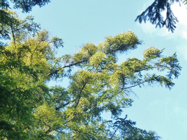 Dolní Dobrouč - jmelí na jedli nad cestou Dr.Guta-Jarkovského k Vaňkovce